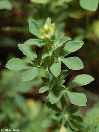 Image result for Lotus corniculatus