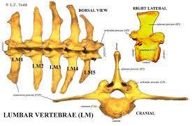 Lumbars Thoracic Vertebrae Animal Bones Thoracic