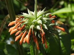 Image result for Leonotis nepetifolia