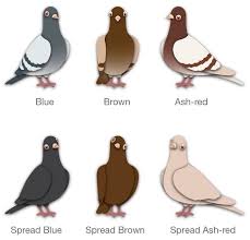 Pin On Pigeon
