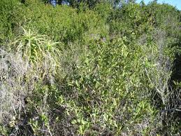 Image result for Searsia rogersii