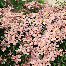 Should i deadhead clematis montana. Clematis Montana Rubens Clematis Vine Perennials From American Meadows