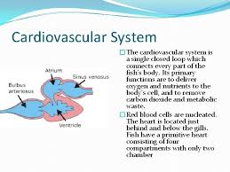 Heart muscles pump blood through the blood vessels by rhythmically contracting and relaxing. Fish Medicine Biology At 31 500 Species Fish