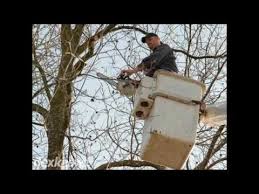 Charlottesville is steeped in history and culture. Jim S Tree Service Charlottesville Va 22903 5539 Youtube