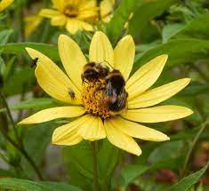 Sunflowers have massive blooms with large petals ranging in colors from golden yellow, to more orange and reddish hues. Do Bees Visit Yellow Flowers