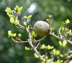 Image result for Hyperacanthus amoenus