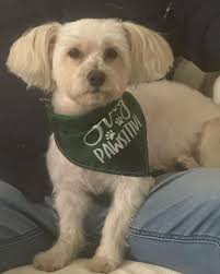 Saving Paws 4 Love 501 c3 rescue