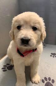 This is my 3 year old golden retriever Luna and my boyfriend's 4 month old  puppy Stryder!! ❤️