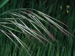 Image result for Bromus