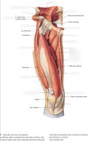 Anatomia Miv 9 Membros Inferiores Musculos Da Coxa E Do Quadril Vista Anterior Musculos Sartorio Reto Femoral Iliopsoas E Adutor Longo Removidos Diagram Quizlet