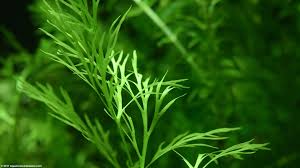 Image result for Aquarium Plants With Simple Alternate Leaf Floating Beneath Water.