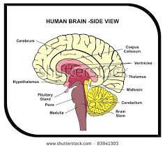 Image result for detailed illustration of human brain