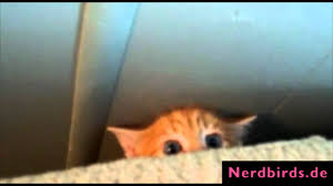 Katzenbabys gibt es bei ebay! Susse Baby Katzen Die Top10 Youtube