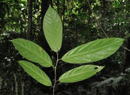 Image result for Diospyros gabunensis