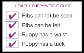 How diet affects puppy growth. Puppy Development Stages With Growth Charts And Week By Week Guide