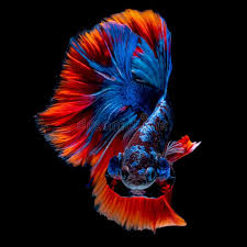 These awesome betta fish have the patterns and colorations of koi, which gives them their name koi betta.. Betta Fish Koi Fish Kohaku Red White Stock Image Image Of Tail Exotic 146438287
