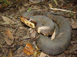Western Cottonmouth Agkistrodon Piscivorous Leucostoma Snake Lizard Westerns