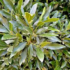 Image result for bay leaf bush foto