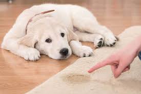 Sometimes when puppies go outside, they get distracted by the sights and sounds of the world and forget that they are out there for a reason. Puppy Potty Training Schedule A Timeline For Housebreaking Your Puppy