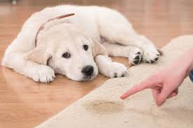 Steps for housetraining your puppy. Puppy Potty Training Schedule A Timeline For Housebreaking Your Puppy