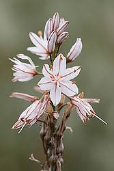 Image result for Asphodelaceae