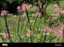 Image result for Cleome houtteana