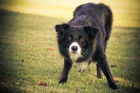 Border Collie Collie Border Collie Border Collie Dog