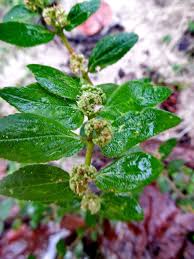 Image result for Euphorbia granulata