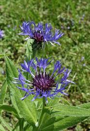 epingle sur plante rustique