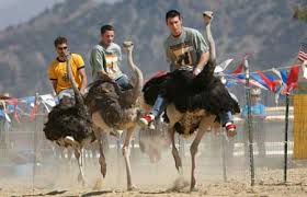 Virginia city is entertaining anytime of year, but its biggest annual event is the international camel and ostrich races. Haerr Trippin The Camel Races In Virginia City