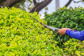 The Gardener Is Cutting Bush With Scissors In The Garden. The Worker Is Trimming  Bushes With Garden Scissor. Stock Photo, Picture and Royalty Free Image.  Image 83442235.