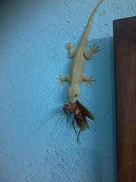 Common House Gecko Wikiwand
