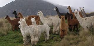 Coat of arms, argentine republic. Alpaca Vs Llama What Are The Differences The Only Peru Guide