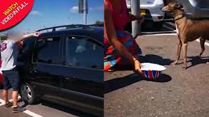 Be prepared to explain the mother dog's diet to the vet. Hero Smashes Car Window Outside Tesco To Save Dog From Dying In Baking Heat Mirror Online