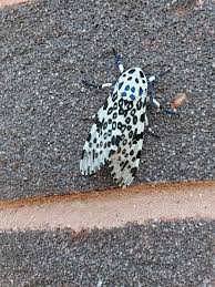 What kind of moth this is and what owl does this moth resemble? What Kind Of Moth Is This Pumps Heels Stilettos High Heel Pumps Pumps Heels