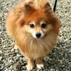 Pomeranian Rescue Groups
