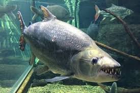 Ikan badut atau yang biasa disebut juga dengan ikan clown/nemo selanjutnya, buat gambar mata ikan dengan bentuk lingkaran untuk dijadikan sebagai bola matanya. Pin Di Ikan Hias