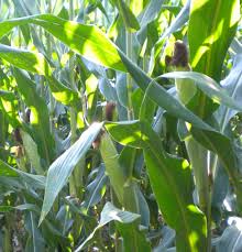 Measure wheel method for checking population. Estimating Corn Yields Agronomic Crops Network