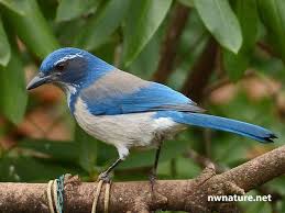 Birds Of Western Washington Western Scrub Jay Aphelocoma Californica Native To Western North America From Southern Washington To Texas And Central A Backyard Birds Birds Birds Of America