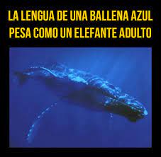 Ballena azul pesada 200 toneladas