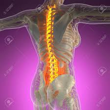 Back problems and human backache pain with an upper torso body skeleton showing. Science Anatomy Of Human Body In X Ray With Glow Back Bones Stock Photo Picture And Royalty Free Image Image 63282845