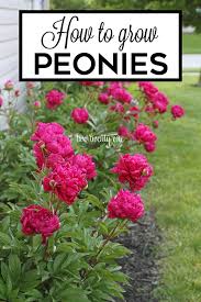 Growing Peonies Peony Bush Care In 2020 Growing Peonies Peonies Garden Peonies And Hydrangeas