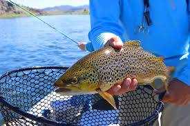 Ultralight rods can make downsizing gear more fun. Best Fishing Line For Trout In All Situations Fishing Duo