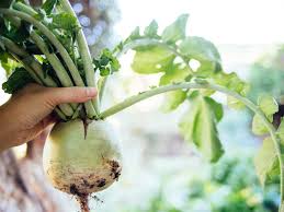 Winter Radishes Versus Spring Radishes Garden Betty