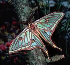 Mariposa Birds Bees Butterflies Butterfly Pictures Moth