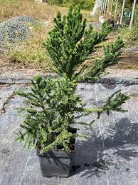 Image result for Cryptomeria