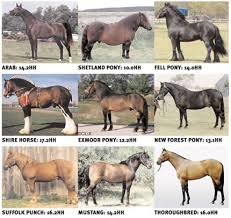 Horse Breeds Beautiful Horses Wild Horses Horse Breeds