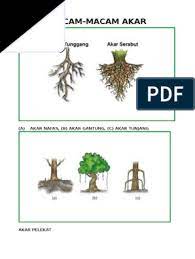 Kar tunggang ialah akar primer / akar pokok yang berasal dari biji. Tugas Kania