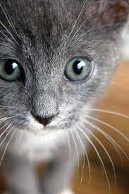 Close Up Kitten Face Beautiful Cats Pretty Cats Crazy Cats