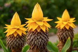 Image result for Lotononis laxa